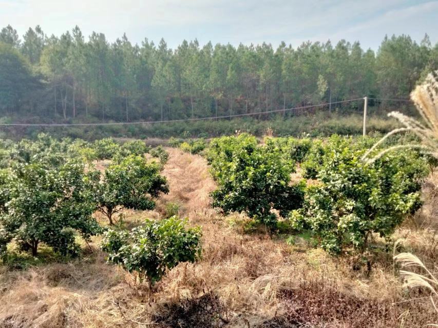 沙糖桔种植园实景