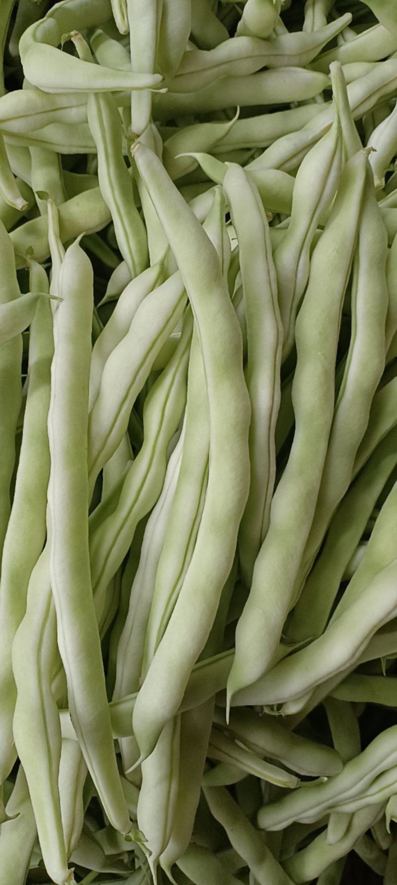 万亩精品大量头茬长无丝芸豆,日上货量二三十万斤