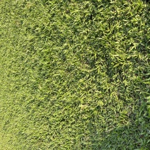 大叶油草物美价廉看上的老总欢迎来电