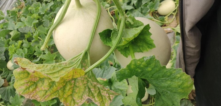 高清微距摄影:海南乐东基地1月采摘的玉菇甜瓜,果皮呈均匀青白色泛柔光,无网纹但覆薄层银灰蜡粉;果实横径14–16 cm,纵径12–13 cm,脐部微凹、无裂痕;切面可见乳白半透明果肉,质地紧实细腻,中心糖度区呈浅金黄色晕染 海南玉菇甜瓜1月田间成熟果实特写