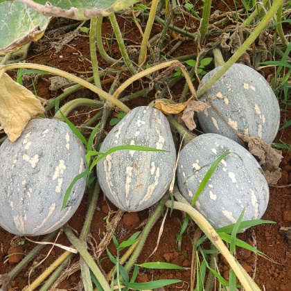 天津qq南瓜产地行情