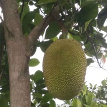 供应菠萝蜜树