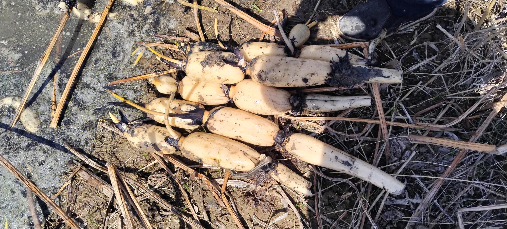 莲藕整齐地放置在水缸中,水面清澈,周围环境阴凉 莲藕存放在水缸中