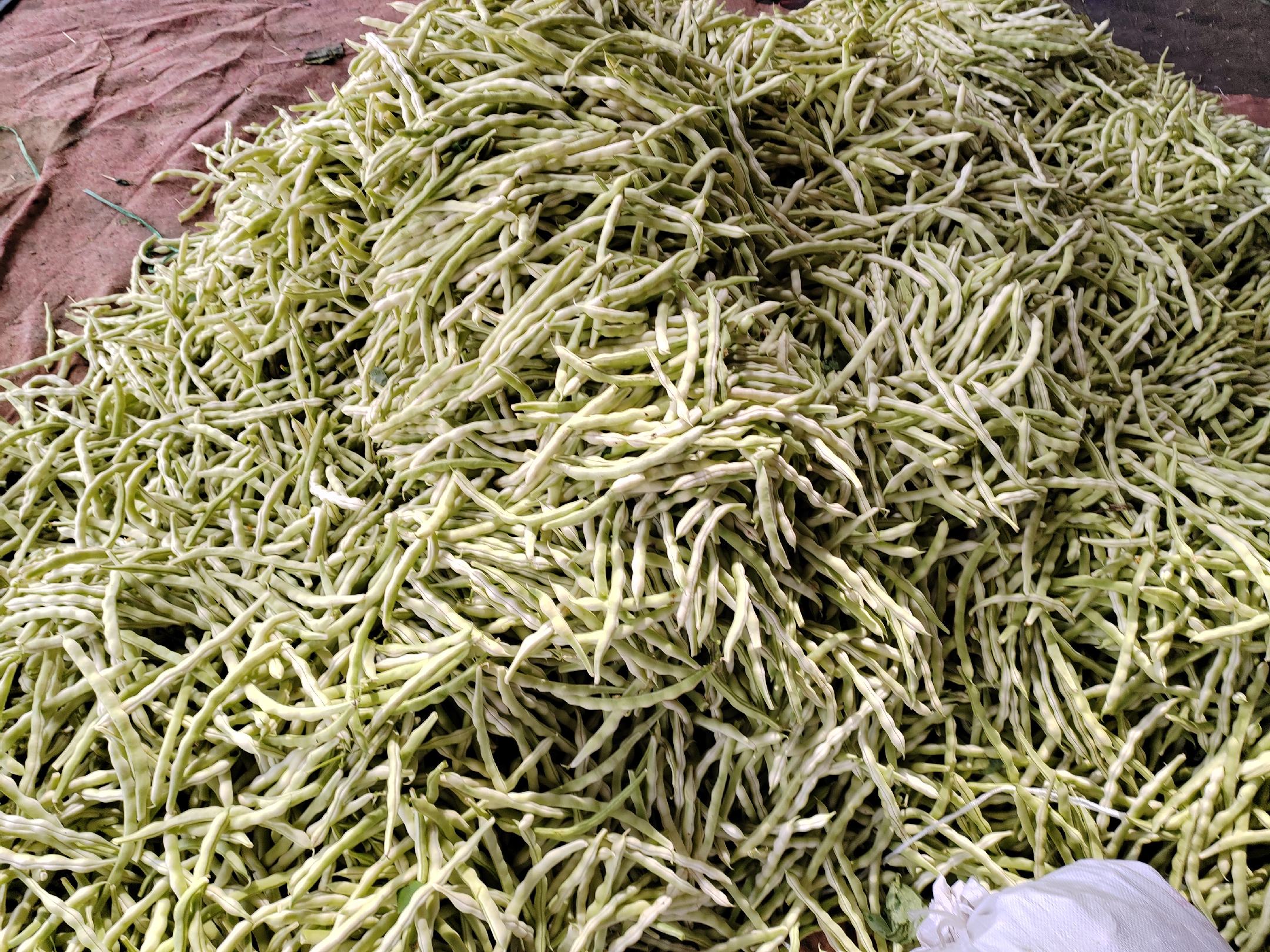 白不老豆角特写