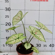 彩叶芋网红绿植彩叶盆栽室内室外居家办公必备绿植盆栽供应