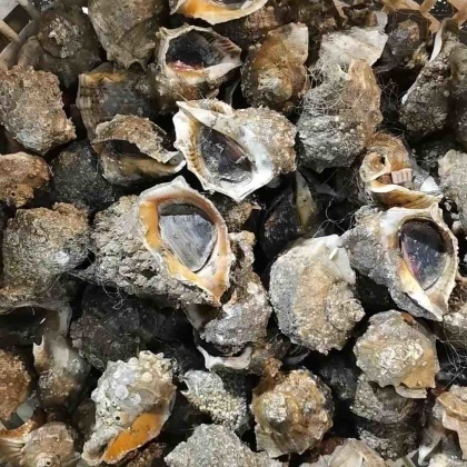 海螺价格行情_今日海螺价格多少钱一斤 _ 一亩田