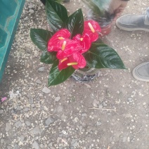 红掌