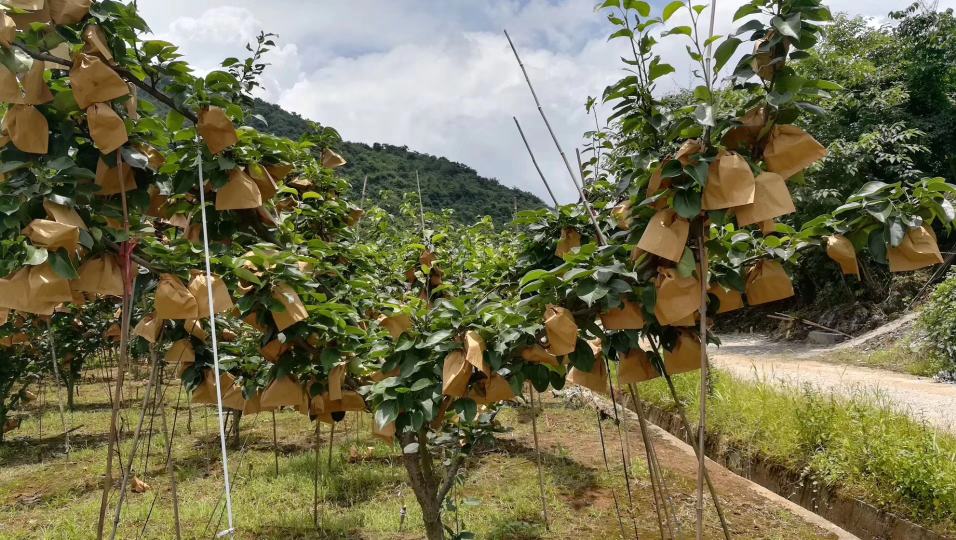 一片阳光充足的梨园中,成排的梨树枝头挂满成熟的水晶梨,果实被纸质果袋包裹以保护果面,农民正在田间巡查,远处可见山丘与蓝天,体现生态种植环境 果园中挂果的水晶梨树