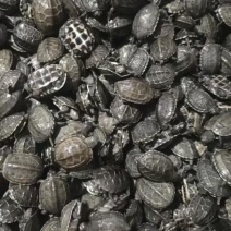 乌龟苗，老甲鱼，各种规格都有货