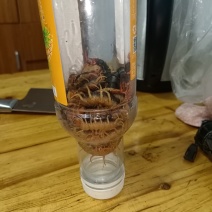 江苏相城蜈蚣