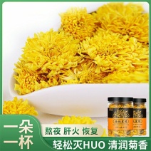 菊花茶金丝皇菊菊花茶一朵一杯大朵金丝皇菊一朵一杯大菊花