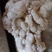 白参菌，金耳菌