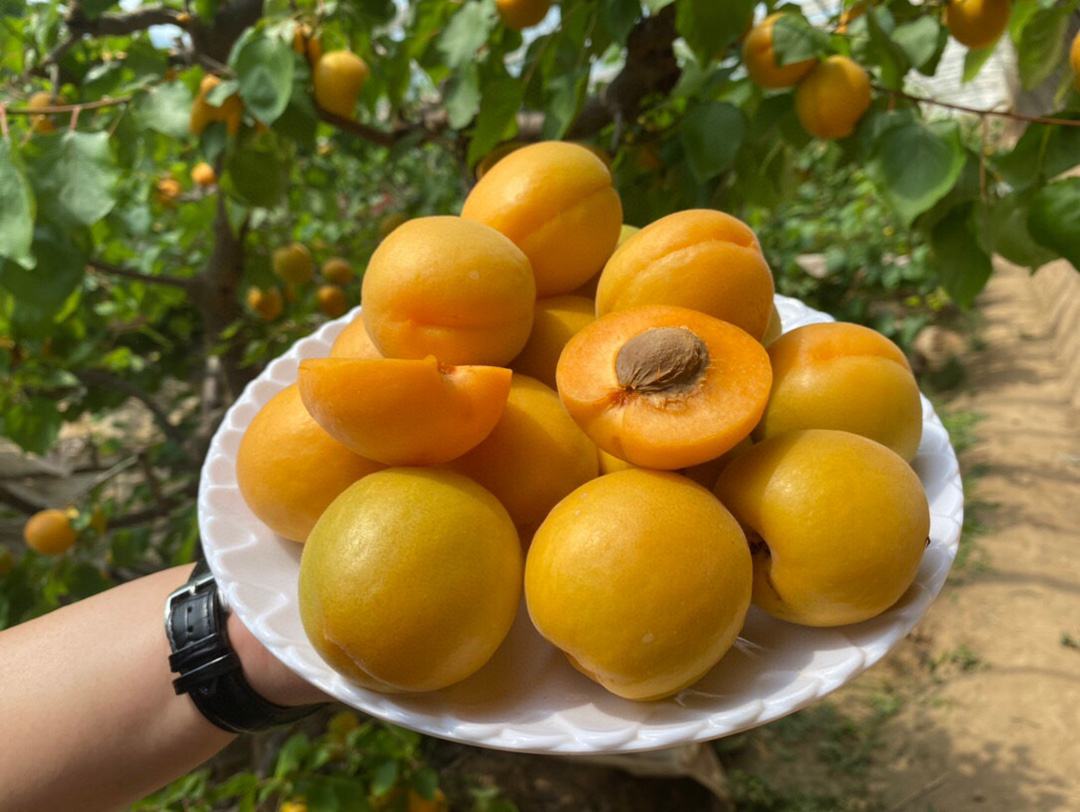 切开的金果特写展示果肉纹理