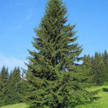 苗圃云衫，白华，丁香，紫叶稠李，各种大型绿化树。