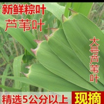 江苏安徽苇叶批发
