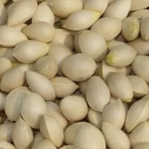山东郯城白果