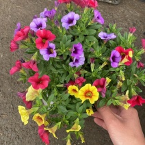 舞春花百万小玲色彩斑斓花镜园艺租摆观赏