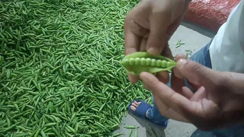 豌豆与大豆的对比图