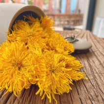 金丝皇菊