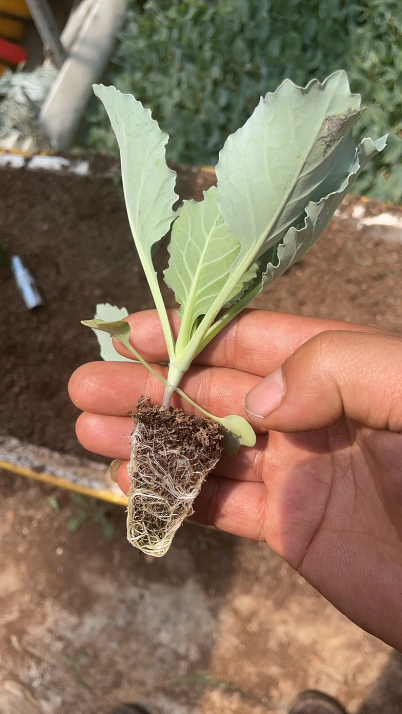 云南小铁头苗甘蓝苗清秀整齐,根系好成活高,品种全产量高