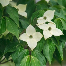 四照花种子花卉国产春季优质秋季观花散装多年生林木园林种籽
