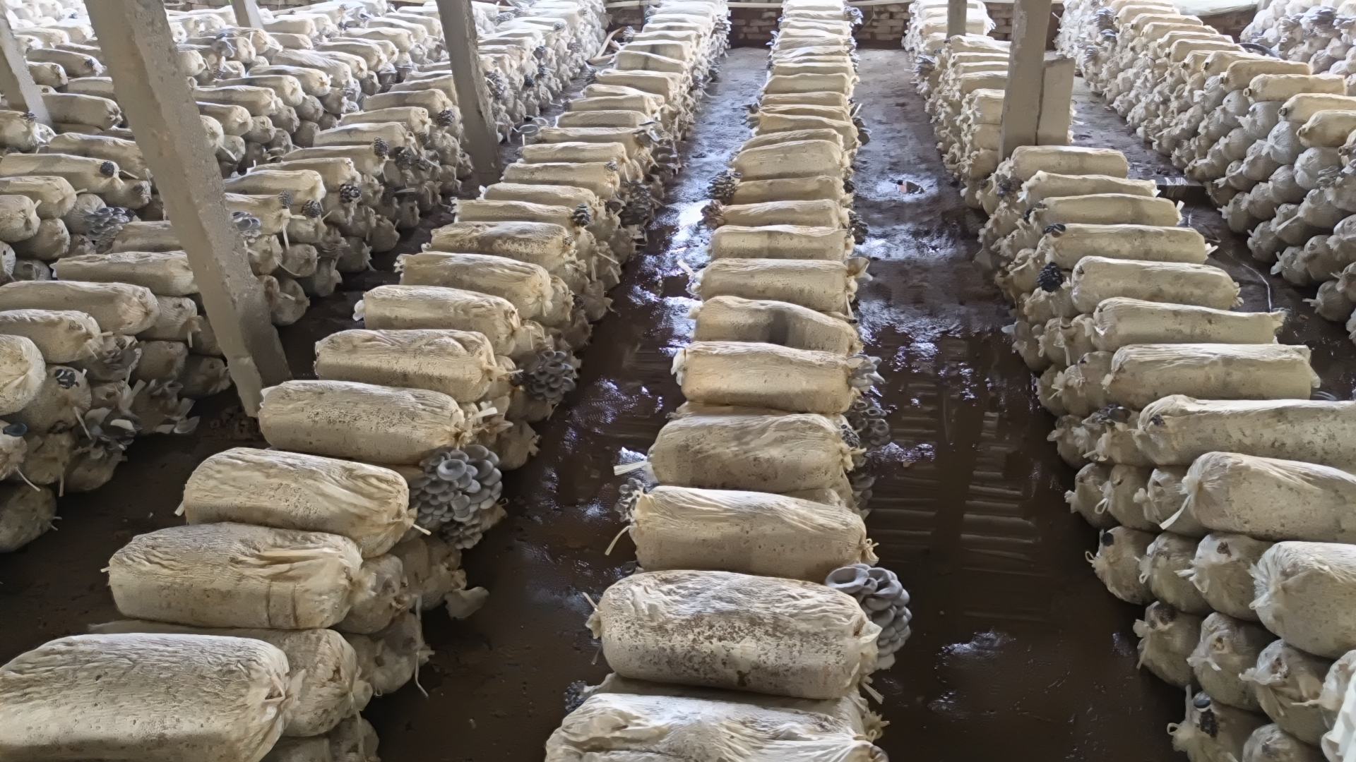 平菇菌袋生理成熟度一致性检查示意图