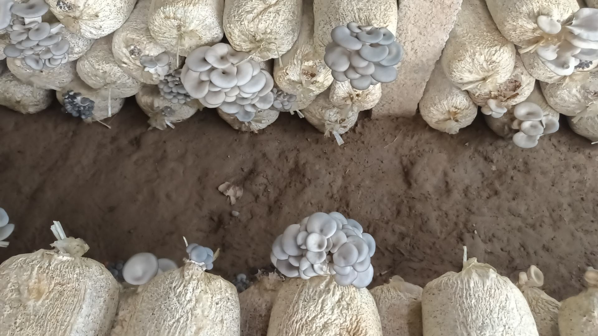 中国主要食用菌品种年产量柱状图