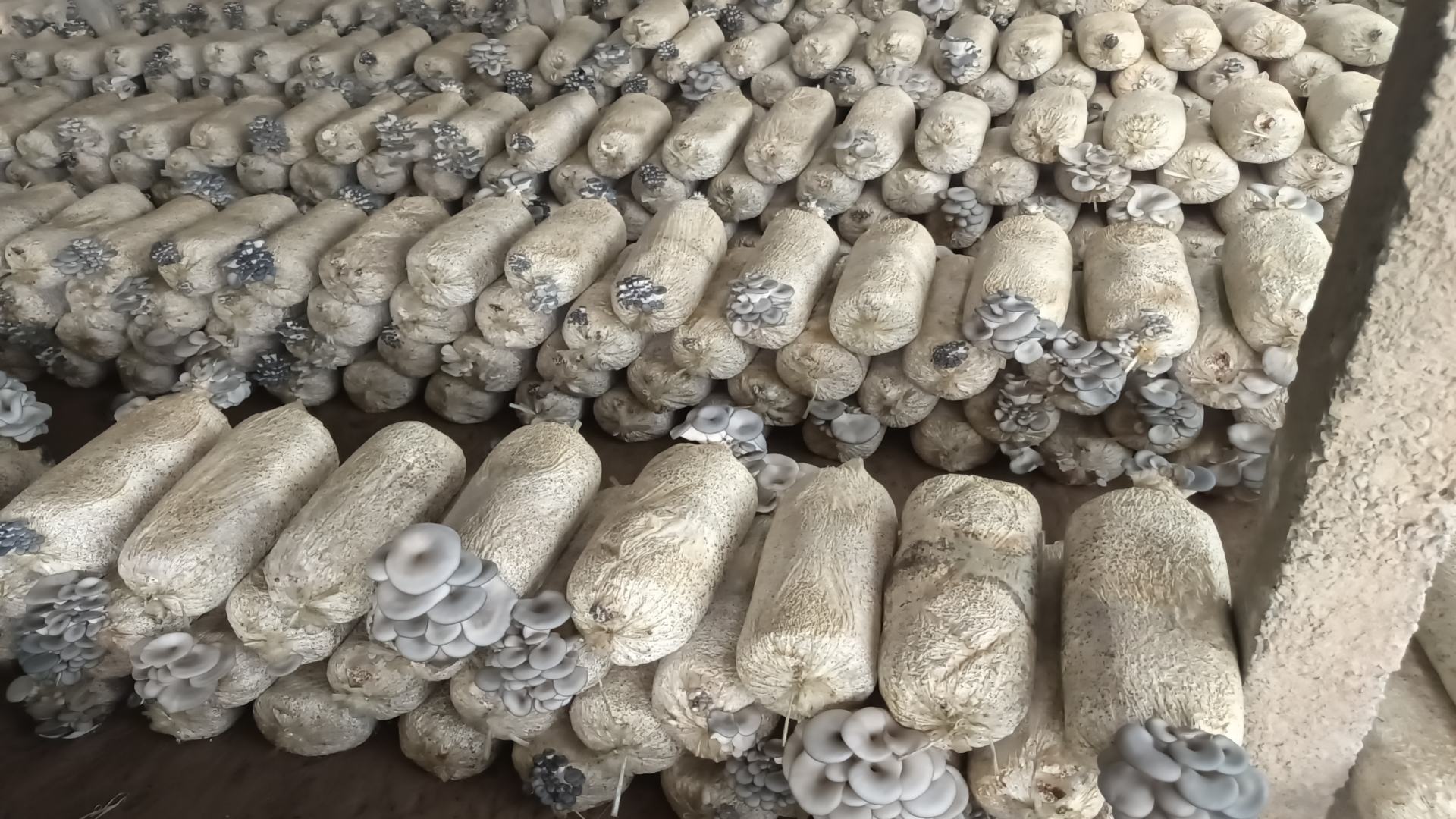 成熟的平菇正在被采摘