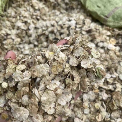 榆树种子价格行情