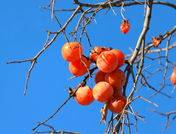阳丰完全甜柿种植园实景,果实饱满,色泽鲜亮 完全甜柿果园全景