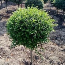 棒棒糖小叶女贞高杆造型树四季长青植物庭院小区别墅景观绿植