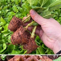 云南绣球花苗四季开花耐寒耐热庭院盆栽花卉无尽夏八仙花小苗