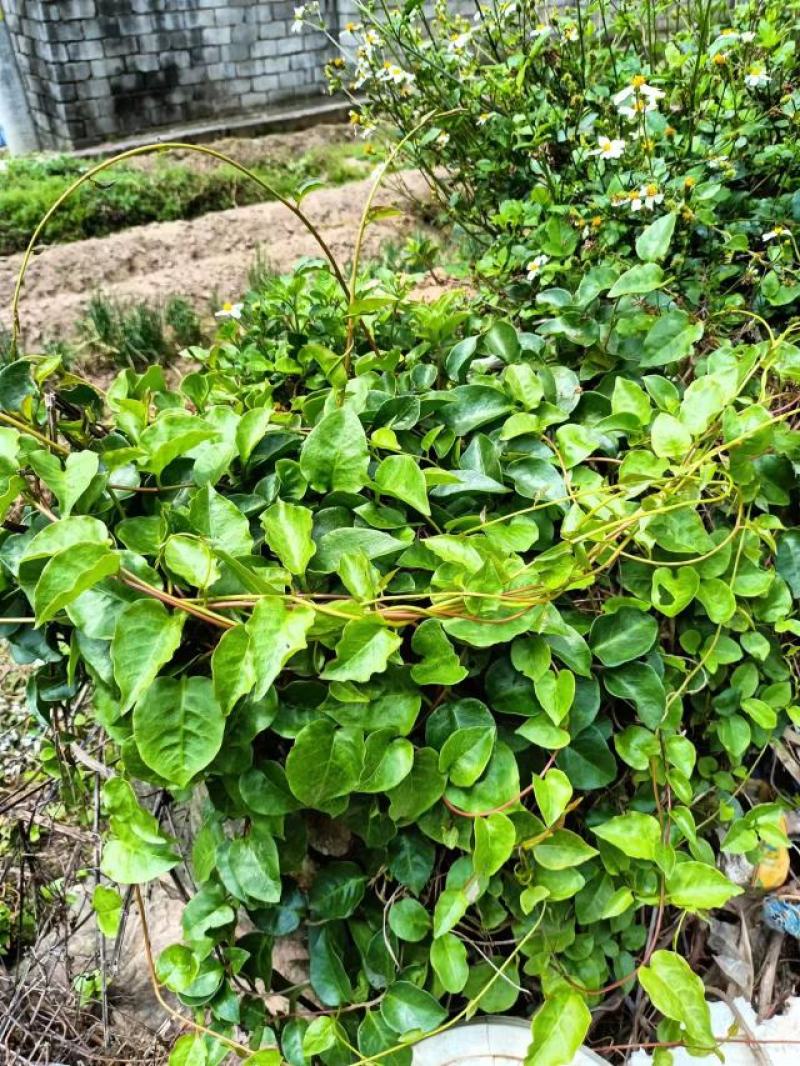 福建福州仓山区三七 30.00元/斤野生滕三七