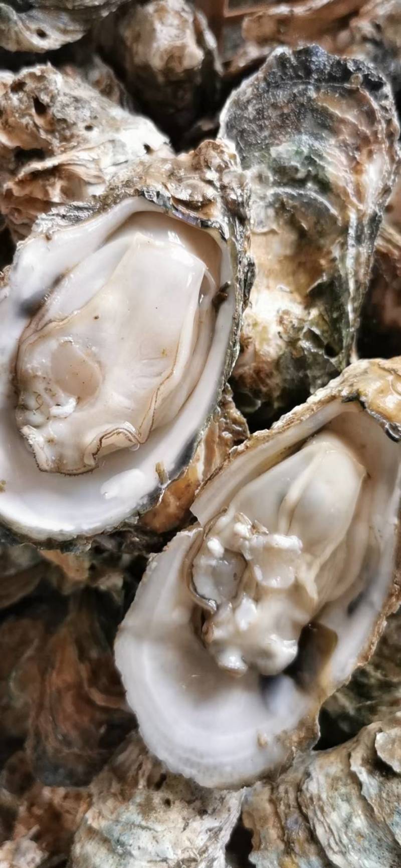 [北海生蚝批发]广西北海海城区生蚝 4.60元/斤北海生蚝,大量 _ 一亩田