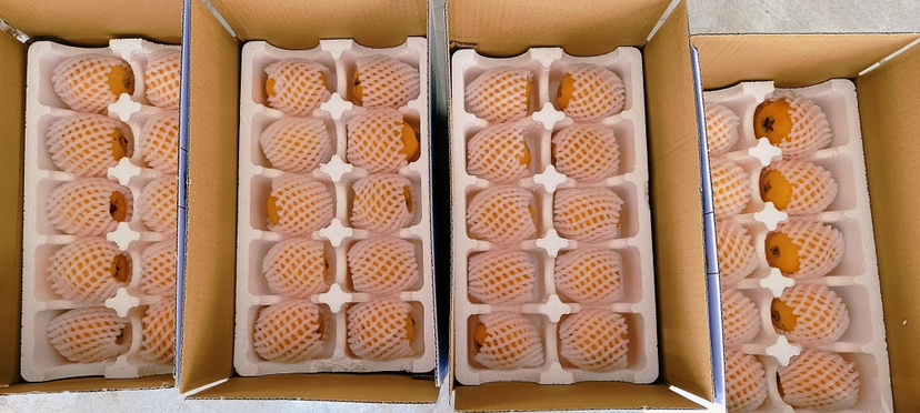 新鲜枇杷果放置在纸箱中,适合短期常温保存 枇杷果实放置在纸箱中