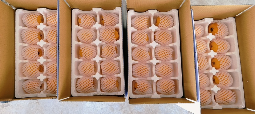 展示大五星枇杷在运输过程中使用的泡沫网套和纸箱包装 大五星枇杷运输包装示意图