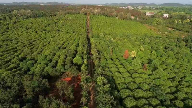 航拍视角下的广东新会大型罗汉松基地全景