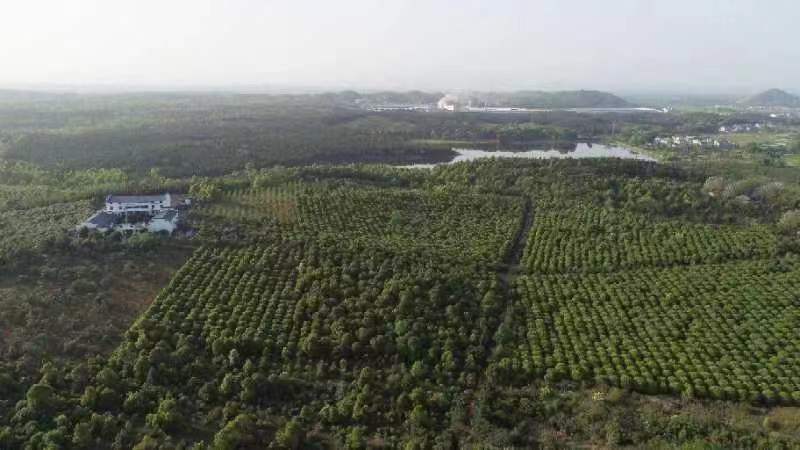 罗汉松苗圃种植基地航拍图