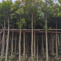 熊猫树