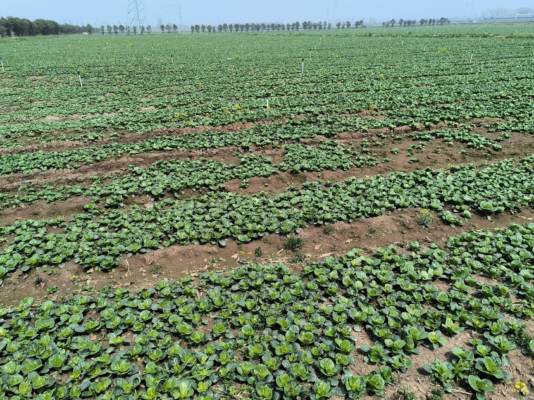 展示农民在田间进行油菜播种作业的场景,田地整齐划一,播种机械正在作业 油菜田间播种场景