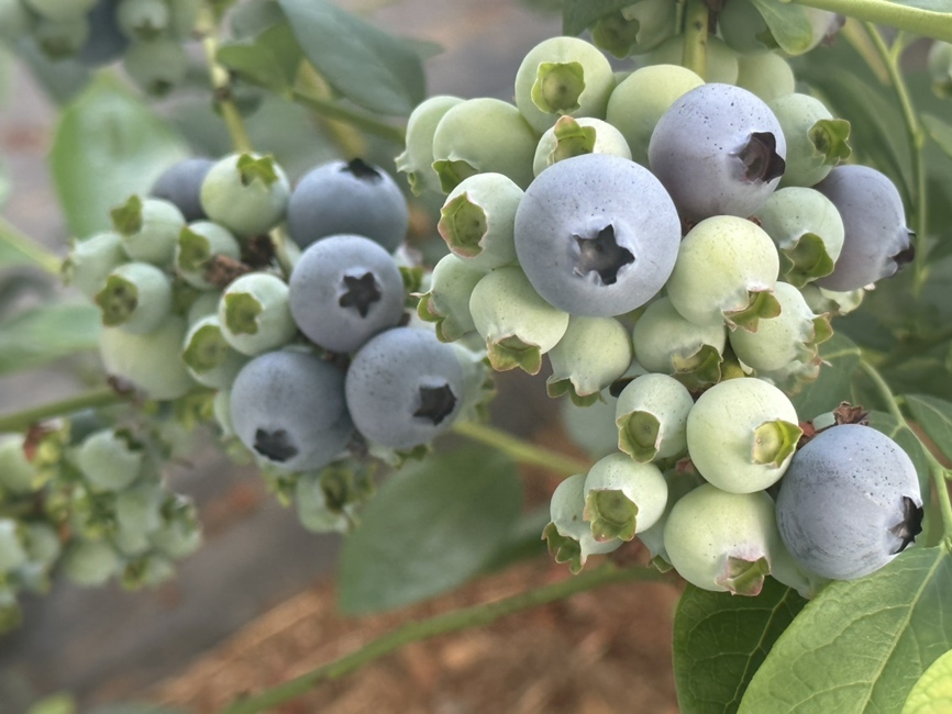 展示如何挑选新鲜成熟的蓝莓,包括颜色、质地和果蒂状态 蓝莓挑选指南示意图