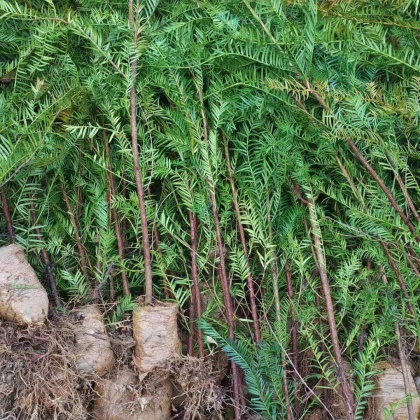 云南南方红豆杉产地行情