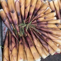 精品苦笋