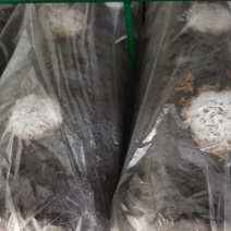 新乡香菇菌棒，恒温培养