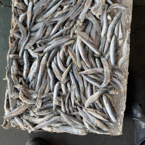 饲料鱼鳀鱼出水烂喂螃蟹饲料青皮毛片沙里钻