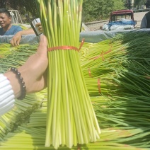 精品郯城蒜薹山东红帽蒜苔（薹）产地现摘现发货一条龙服务可