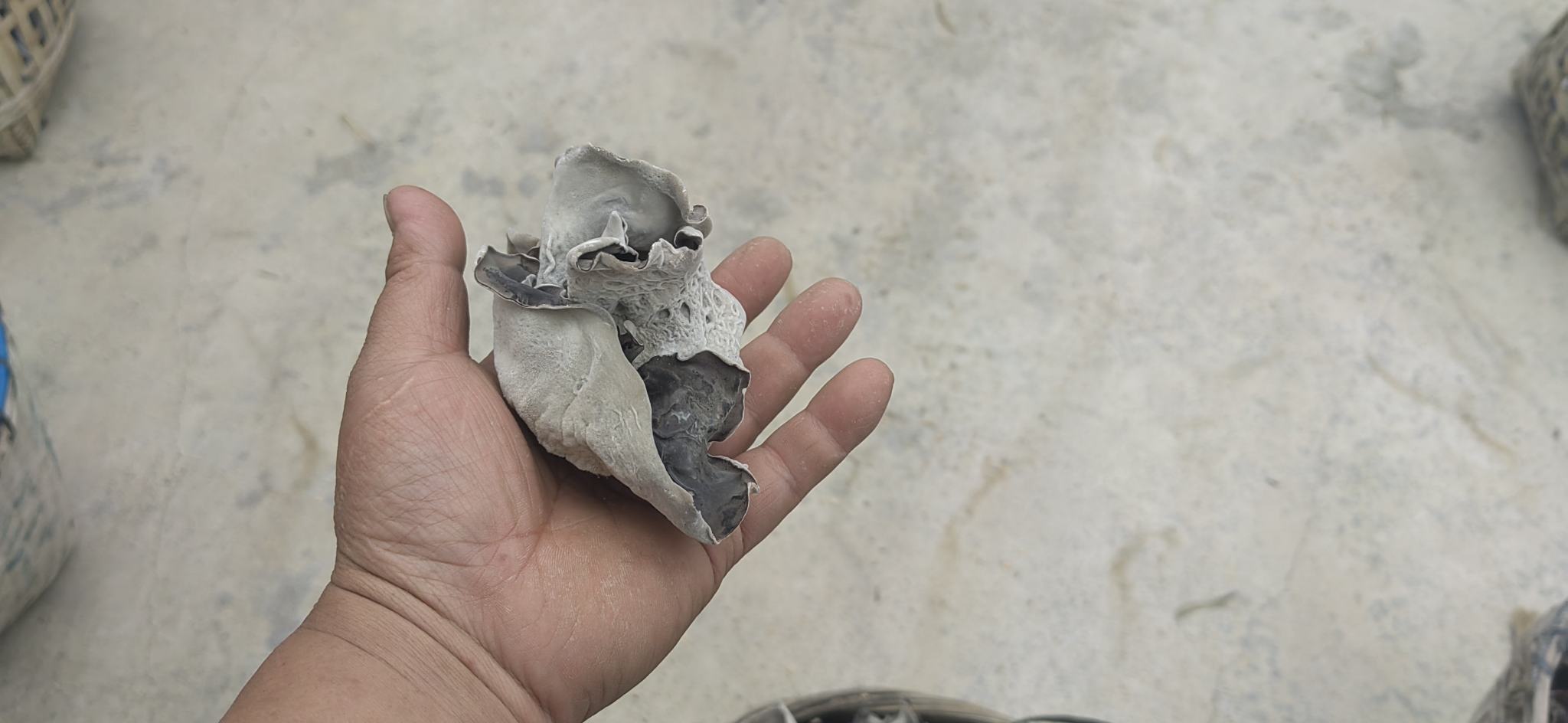 白背毛木耳在自然环境中生长于腐木上,表面呈黑色,背面呈白色 白背毛木耳的自然生长环境