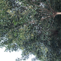 8公分女贞大叶女贞现货先发可视频看货