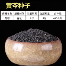 黄芩种子耐干旱中草药籽新籽芽率高黄芩中草药种籽新