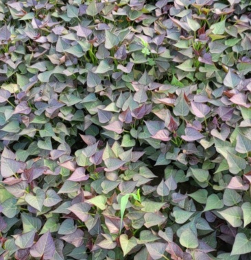 西瓜红,,哈密,脱毒红薯秧,大量上市.价格0.15元/棵 - 一亩田